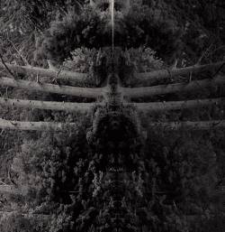 Membrane : Reflect Your Pain